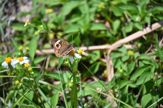 Common buckeye butterfly pollinating native Florida wildflower