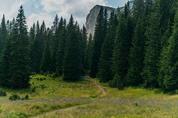 Obraz premium Scenic forest path winding through a dense spruce forest in the mountains, beautiful summer landscape