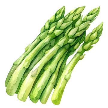 Asparagus, lively watercolor vector drawing with intricate brush, isolated on a white background.