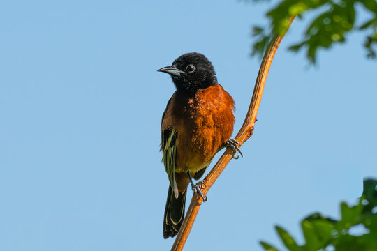 Male orchard oriole perched on a branch.