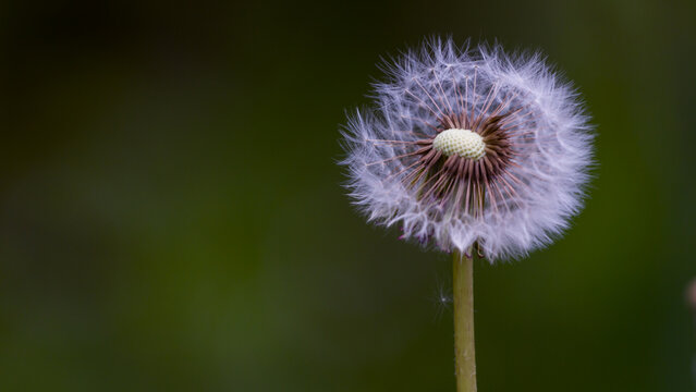 Detailed macro of a dandelion seed head (Taraxacum officinale) against dark green bokeh background