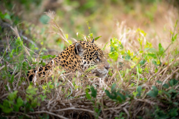 Hidden Jaguar in the Grass © JoseAngel