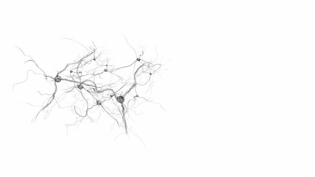 Neurons firing in a complex neural network illustrating brain activity and synaptic connection on a clean white background in a scientific medical illustration