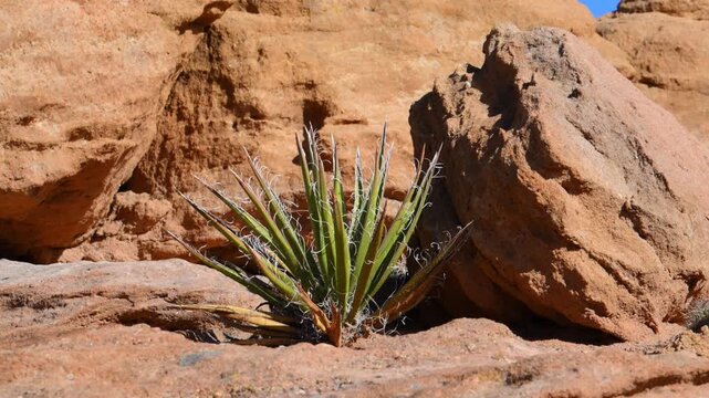 Mojave Yucca (Yucca schidigera), A plant with a crack on red dry rocks, Canyon de Chelly National Monument