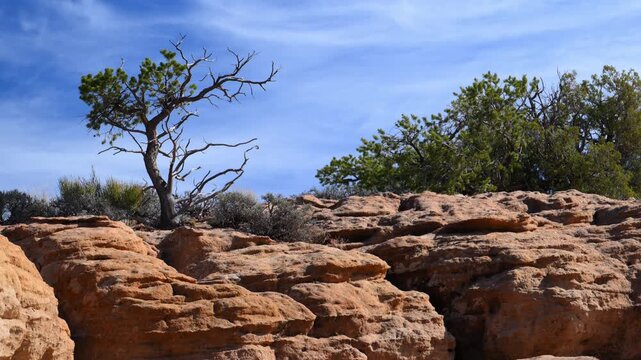 A desert Landscape of Canyon de Chelly National Monument. The area features hardy desert brush and small trees