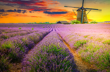 landscape of plateau Valensol with Lavender flowers blooming field under sky with sunset, Provence, France, retro toned © neirfy