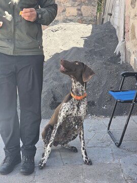 dog on the beach