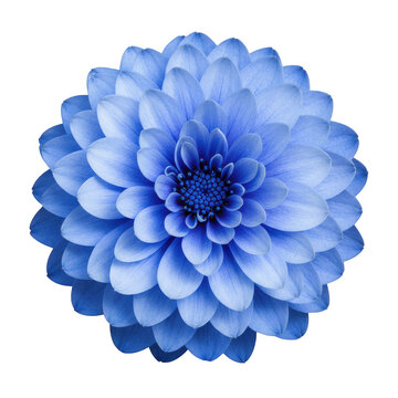 Vibrant blue dalia flower bloom isolated on a transparent background