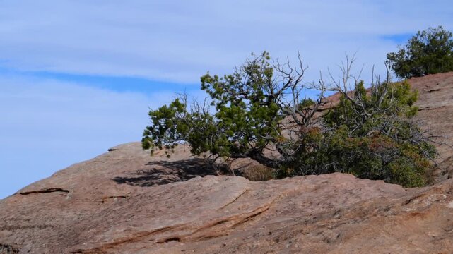 A desert Landscape of Canyon de Chelly National Monument. The area features hardy desert brush and small trees