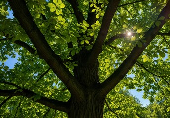 Fototapeta premium Sunlight shining through lush green leaves of a large summer tree