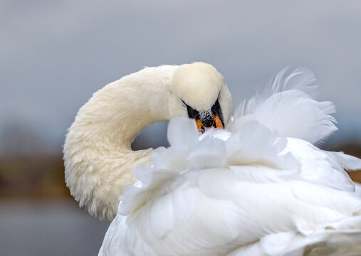 A swan peeks out from behind its back