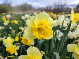 Obraz premium Blooming flower. Blooming yellow daffodil flower. Blossomed narcissus growing in ground on spring day. Blossoming inflorescence with petals and green leaves. Flowerbed. Growing varietal flowers