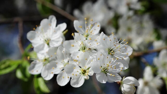 White cherry blossom flowers in full bloom with delicate petals and yellow stamens, captured in a close-up view against a blurred background of greenery