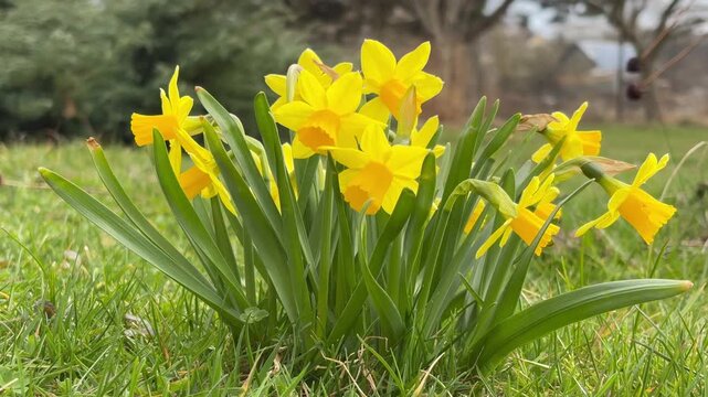 Blooming yellow daffodils and jonquils gently swaying in spring breeze, static close-up shot of vibrant narcissus flowers in garden with fresh green grass and soft natural light