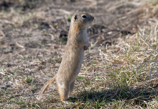Richardson ground squirrel in the spring