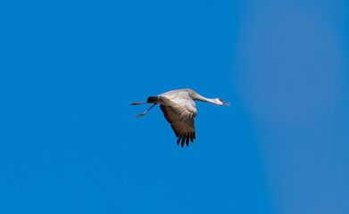 Fototapeta premium Sandhill crane in flight with blue sky