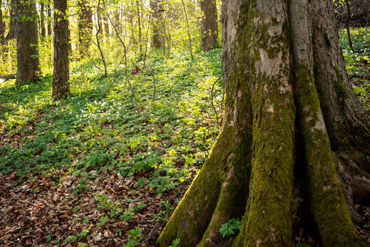 Entspannung zwischen Wald und Natur