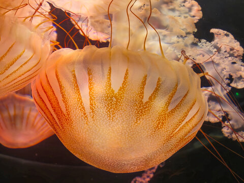 Close Up of Glowing Jellyfish in Dark Water
