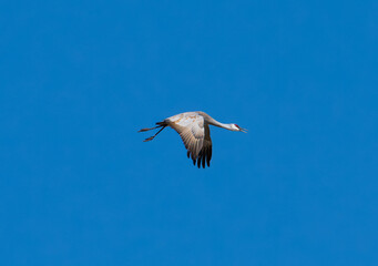 Fototapeta premium Sandhill crane in flight with blue sky