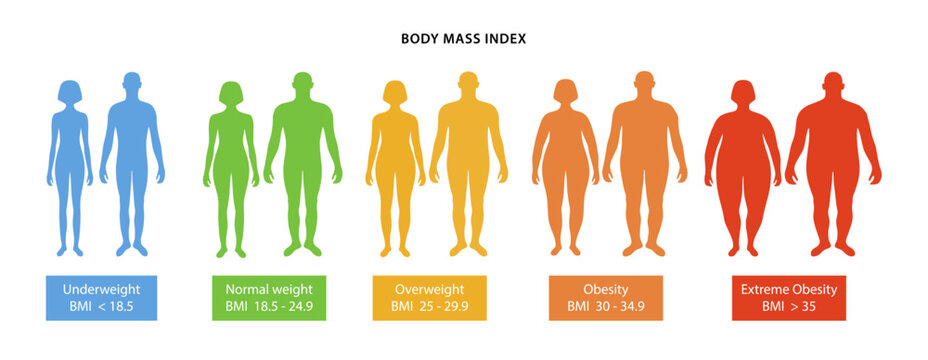 Body mass index. Silhouettes of color male and female bodies with varying degrees of obesity, with their body mass index indicated. Vector illustration in flat style isolated over white background.