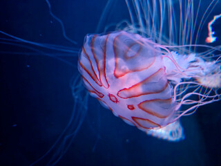 Jellyfish Floating in Deep Blue Water © Studio-M