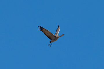 Fototapeta premium Sandhill crane in flight with blue sky