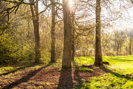 Fr&uuml;hlingserwachen im Harzer Wald
