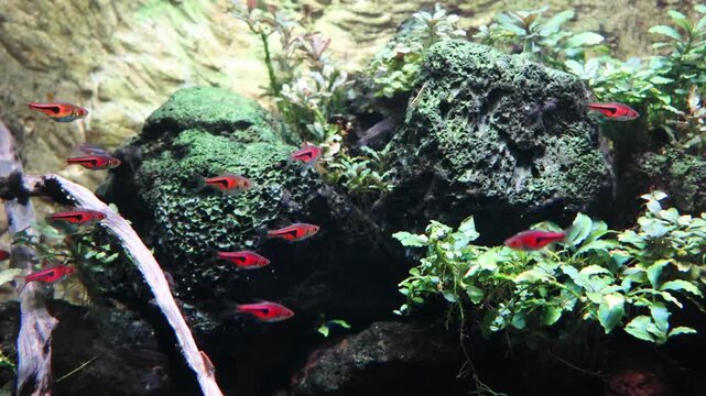 Colorful small fish swim gracefully among lush green plants and textured rocks in a vibrant aquarium setting, showcasing natural aquatic habitat dynamics