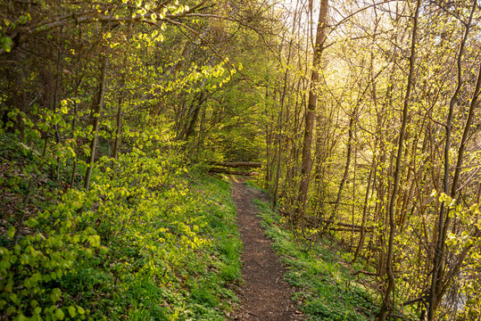 Waldweg im gr&uuml;nen Harz bei Thale