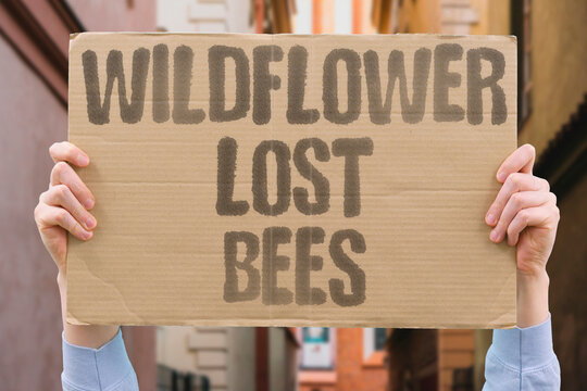 "Wildflower Lost Bees" Wildflower meadow loss eliminates vital foraging habitat for native bee species. WILDFLOWER. MEADOW. FORAGING. HABITAT. NATIVE.