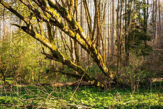 Wanderung durch gr&uuml;ne W&auml;lder im Harz