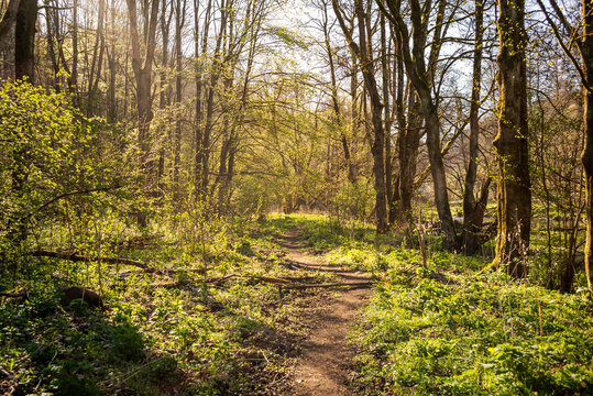 Sonniger Fr&uuml;hlingstag auf dem Harzer Hexenstieg