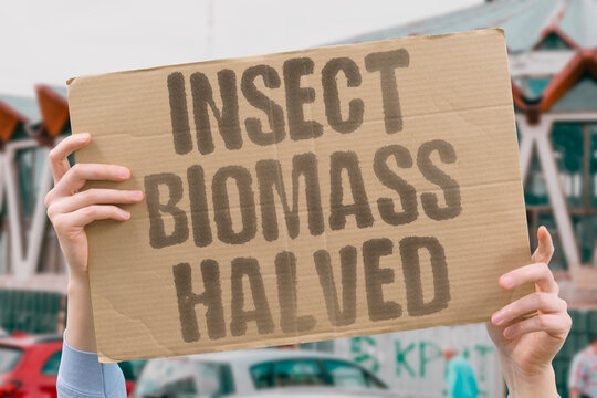 "Insect Biomass Halved" Total global insect biomass has declined by over half since 1970. INSECT. BIOMASS. DECLINED. HALF. SINCE.