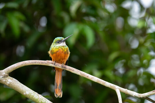 Colorful Rufous-tailed Jacamar on a Branch
