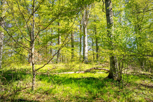 Natur pur auf dem Harzer-Hexen-Stieg