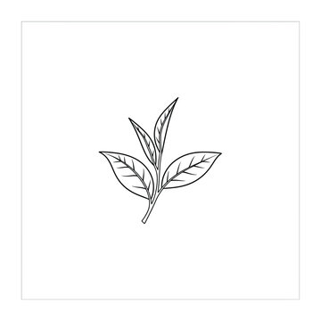 Fresh tea leaves on a branch featuring delicate veins and structure in a minimalist black and white line art vector style