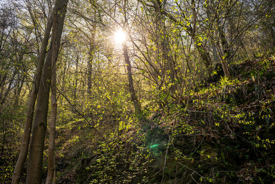 Morgen Sonne schein durch einen gr&uuml;nen Wald