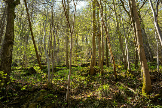 Saftig gr&uuml;ner Wald am Harzer-Hexen-Stieg
