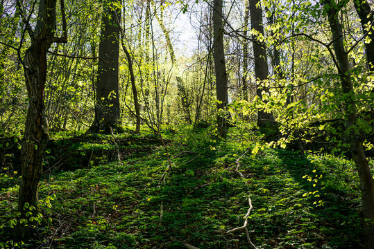 Bodetal bei Thale im frischen Fr&uuml;hlingsgr&uuml;n