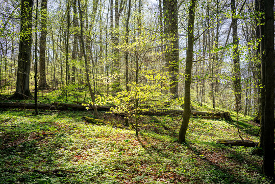 Unber&uuml;hrte Natur im Harz im Fr&uuml;hling