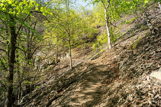 Wanderung durch die gr&uuml;nen W&auml;lder des Harzes