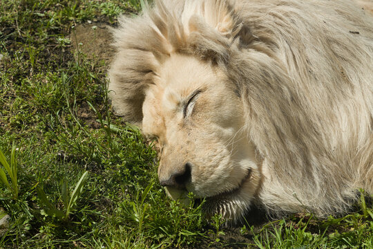 schlafender wei&szlig;er L&ouml;we, panthera leo auf einer Wiese im Tierpark