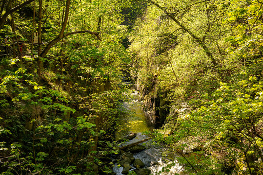 Fr&uuml;hlingserwachen im Bodetal bei Thale