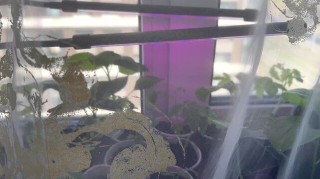 Plants are growing in pots near a window in a high-rise building with light shining through sheer curtains