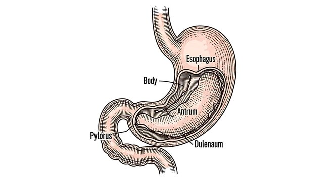 Human stomach anatomy labeled diagram.