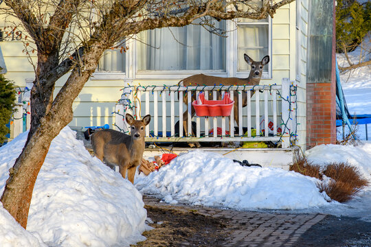 Deer On A Front Porch In Winter