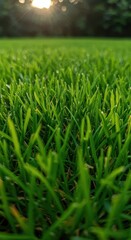 Obraz premium A very close macro view of vibrant, densely packed green lawn turf showing the detailed texture of the blades in natural light, growth, foliage, natural