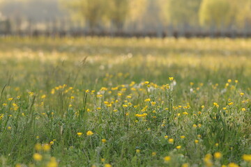 un prato fiorito in primavera al tramonto © Simona