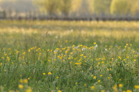 un prato fiorito in primavera al tramonto