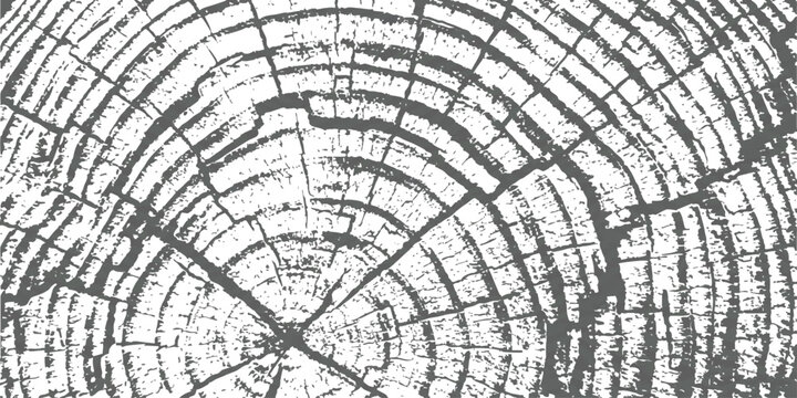 Black and white abstract illustration of tree rings showing circular patterns and texture from a wood cross section